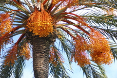 Phoenix dactylifera