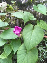 Ipomoea pedicellaris