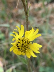Kyhosia bolanderi