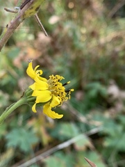 Kyhosia bolanderi