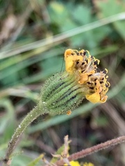 Kyhosia bolanderi