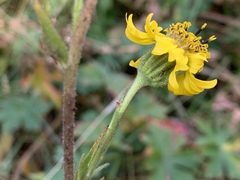 Kyhosia bolanderi