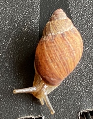 Bothriembryon brazieri