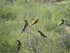 Cyanoliseus patagonus