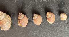 Bothriembryon brazieri