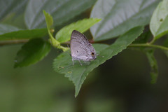 Sinthusa chandrana