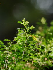 Hymenophyllum cupressiforme