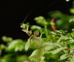 Hymenophyllum cupressiforme