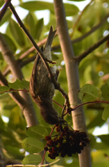 Haemorhous purpureus