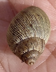 Bothriembryon brazieri