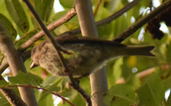 Haemorhous purpureus