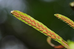 Notogrammitis billardierei