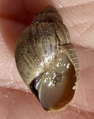 Bothriembryon brazieri