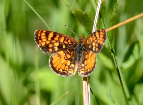 iNaturalist observation photo of Phyciodes pulchella montana
