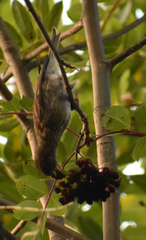 Haemorhous purpureus