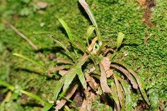 Notogrammitis billardierei