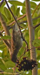 Haemorhous purpureus