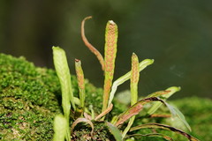 Notogrammitis billardierei