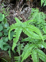 Dicranopteris linearis