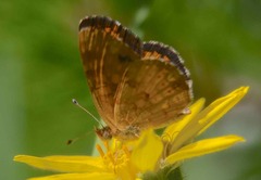 Phyciodes orseis