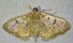Palpita freemanalis