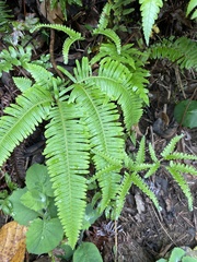 Dicranopteris linearis