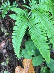 Dicranopteris linearis