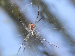 Argiope radon