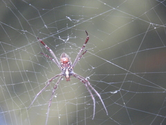 Argiope radon