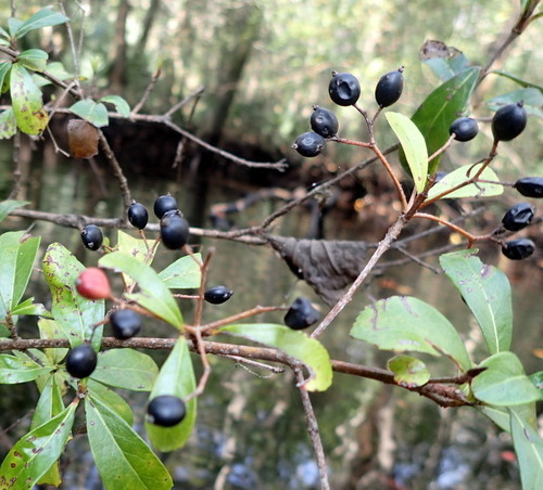 Viburnum obovatum