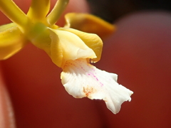 Encyclia gonzalezii