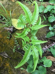 Dicranopteris linearis