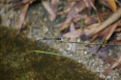 Prodasineura autumnalis