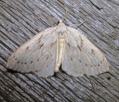 Philedia punctomacularia