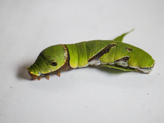 Papilio polytes romulus