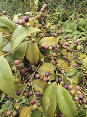 Vaccinium bracteatum