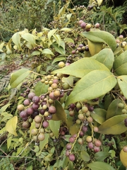 Vaccinium bracteatum