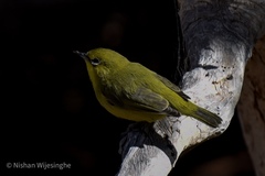 Zosterops luteus balstoni