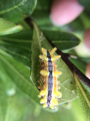 Stinging Rose Caterpillar Moth photo 5