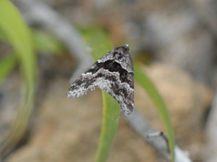 Dichromodes ainaria