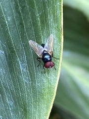 Hydrotaea chalcogaster