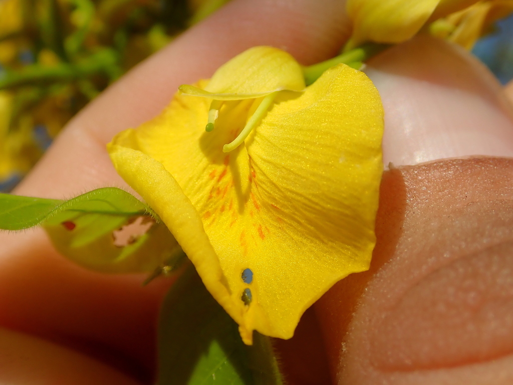 Callisthene fasciculata