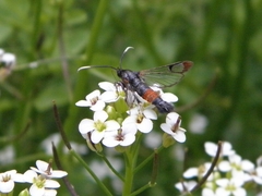 Synanthedon bolteri