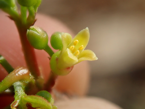 Bursera leptophloeos