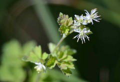 Thalictrum sparsiflorum