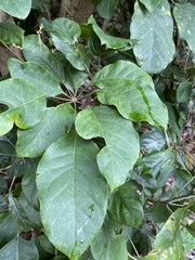 Heptapleurum heptaphyllum