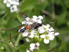 Synanthedon bolteri