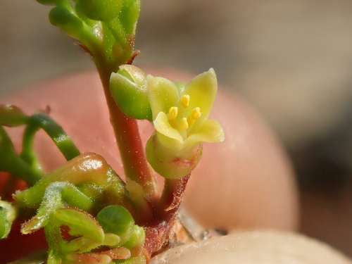 Image of Commiphora leptophloeos by no rights reserved