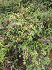 Vaccinium bracteatum