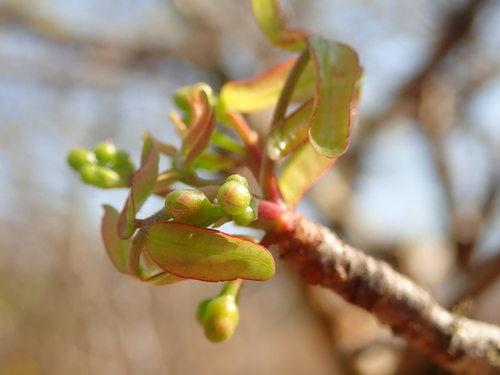 Image of Commiphora leptophloeos by no rights reserved